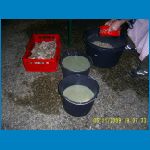 schwein09_021.jpg